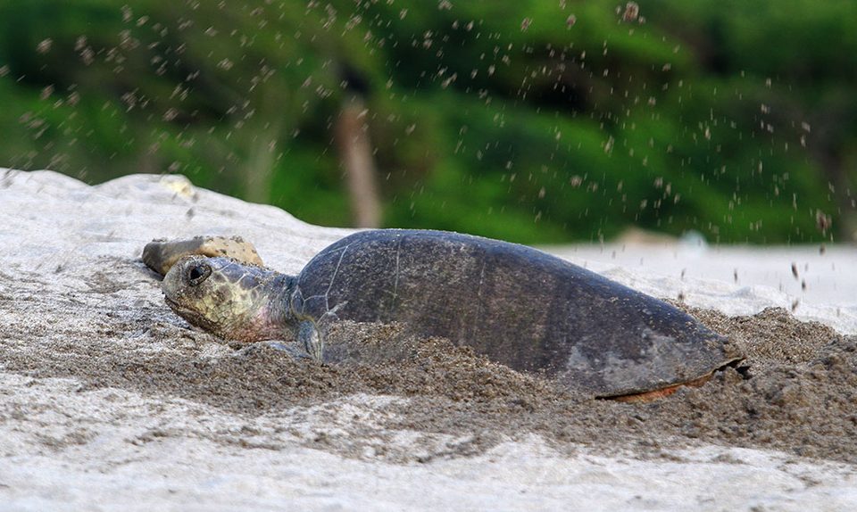 An olive ridley sea turtle on the sand at a nesting beach near San Juan del Sur, Nicaragua